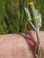 Senecio lageniformis