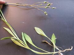 Senecio lageniformis