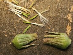 Senecio lageniformis