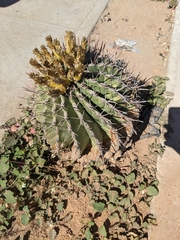 Ferocactus
