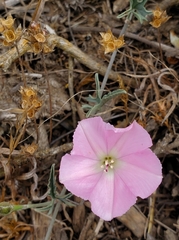 Convolvulus chilensis