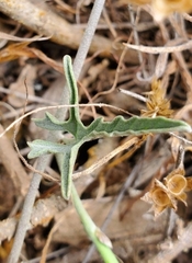 Convolvulus chilensis