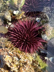 Mesocentrotus franciscanus