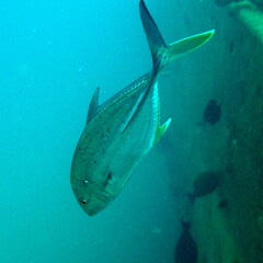 Caranx papuensis