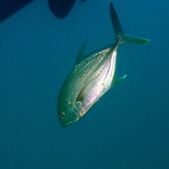 Caranx papuensis