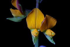 Crotalaria