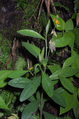 Crotalaria