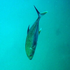 Caranx papuensis