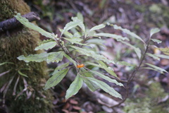 Coprosma dodonaeifolia