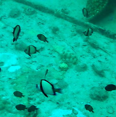 Dascyllus reticulatus