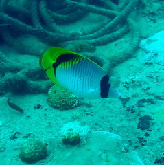 Chaetodon lineolatus