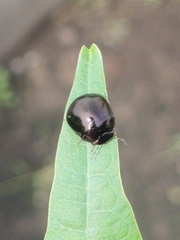 Brachyplatys subaeneus