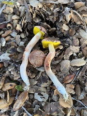 Aureoboletus