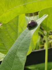 Brachyplatys subaeneus