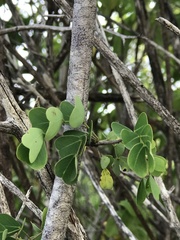 Haematoxylum