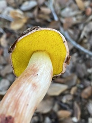 Aureoboletus