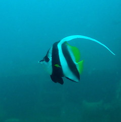 Heniochus acuminatus