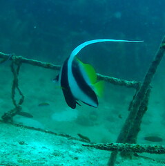 Heniochus acuminatus