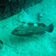 Epinephelus maculatus