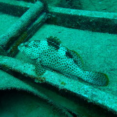 Epinephelus maculatus