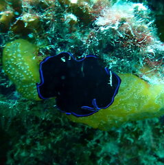 Pseudoceros caeruleocinctus