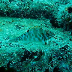 Cirrhitichthys aprinus