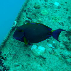Acanthurus dussumieri