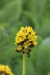Ligularia alpigena
