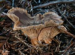 Leucopaxillus