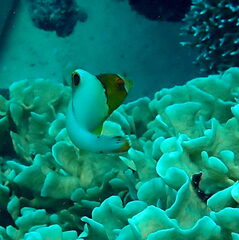 Cetoscarus ocellatus