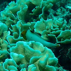 Cetoscarus ocellatus