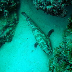 Epinephelus polyphekadion