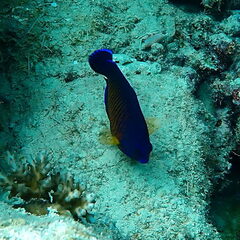 Centropyge bispinosa