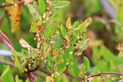 Muehlenbeckia adpressa