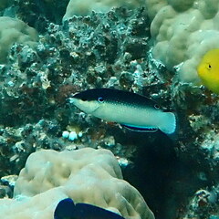 Anampses neoguinaicus