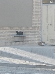 Felis catus