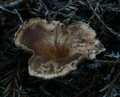 Leucopaxillus