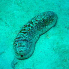 Holothuria fuscopunctata