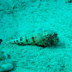 Dardanus scutellatus