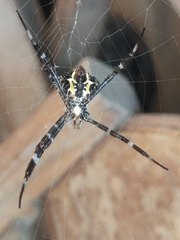 Argiope