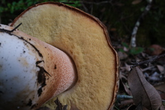 Boletus regineus