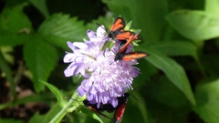 Zygaena osterodensis