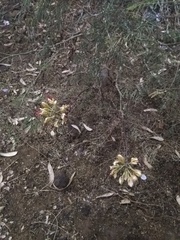 Erythrostemon gilliesii