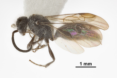 Pseudomethoca frigida