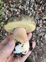 Boletus regineus