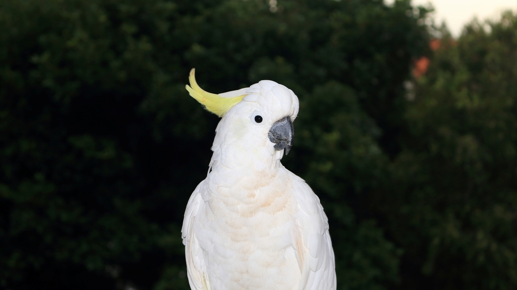 Sulphur-crested Cockatoo