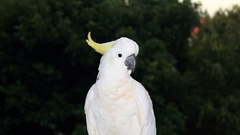 Sulphur-Crested Cockatoo photo 3