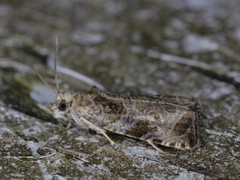 Olethreutes connectum