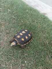 Chelonoidis carbonarius