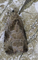 Olethreutes connectum